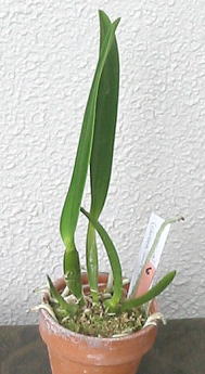 C. percivaliana (carneaeSucref x eNega Chocolatef)
