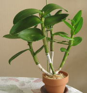 4/15Be AւDen. Phalaenopsisn eGreen Starf