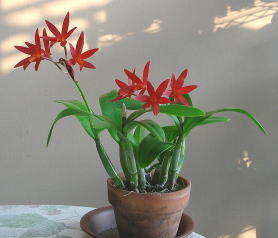 4/7Be Lc. Rojo (C. aurantiaca x L. milleri)
